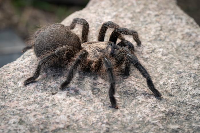 Meet the Persian Gold Tarantula: a new specie | EurekAlert!