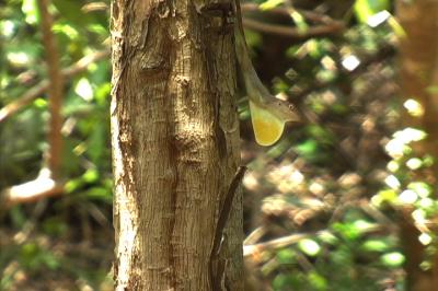 <I>Anolis lineatopus</i>