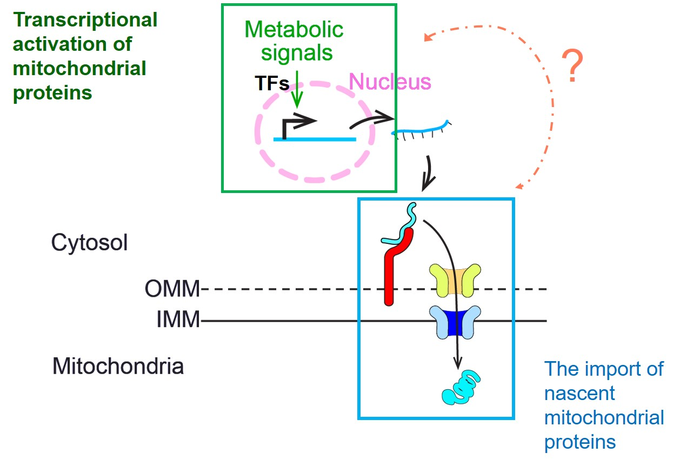 Tom70-based transcriptional regulation of mitochondrial biogenesis and aging