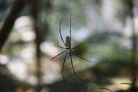 The Golden Silk Orb Weaver (<i>Nephila pilipes</i>) Creates Dragline Silk that Prevents it from Spin