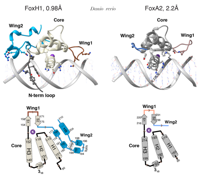 FoxH1 - DNA binding