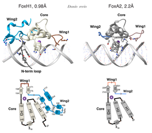 FoxH1 - DNA binding