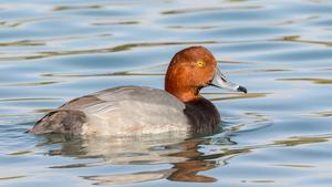 Male Redhead