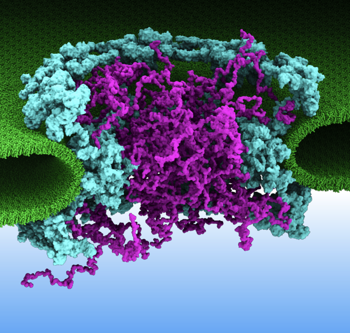 Nuclear Pore Complex