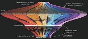 Gene order map