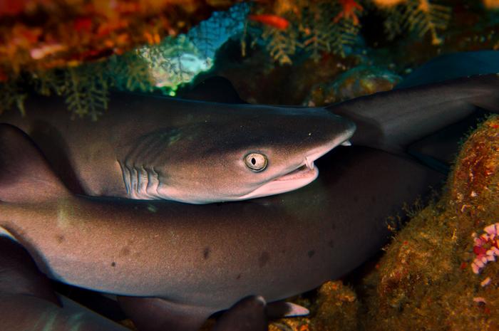 Fig. 1: A group of whitetip reef sharks (Triaenodon obesus) resting under a table coral off the coast of Indonesia, one of the world's current hotspots of cartilaginous fish diversity.