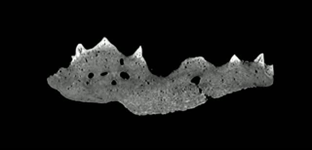 Virtual Section through the Tooth Plate of <i>Romundina Stellina</i>