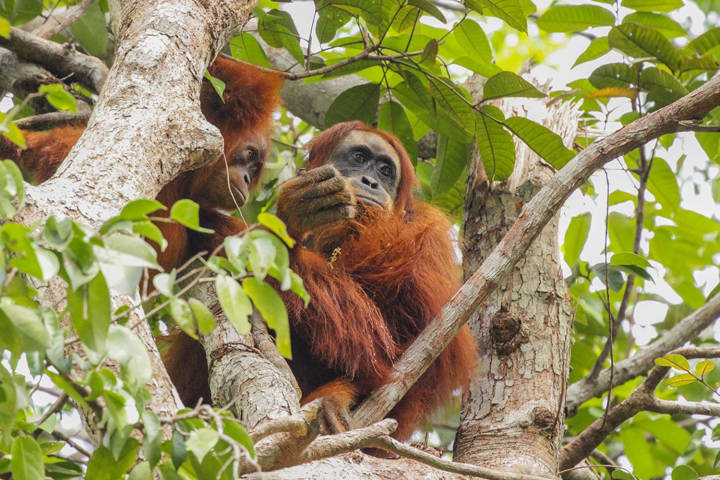 Young orangutans have sex-specific role model | EurekAlert!