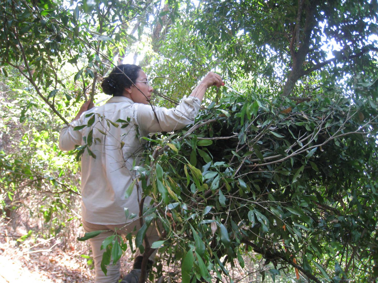 Studying the Microbial Ecosystem of Chimpanzee Nests