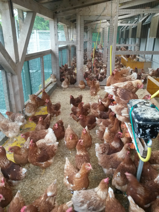 Researchers led by Michael Toscano at the Center for Proper Housing of Poultry and Rabbits (ZTHZ) in Zollikofen, Switzerland, were able to show how chickens use an environment that corresponds to a commercial laying hen barn. For instance, their work has shown that the birds seem to maintain regular schedules as they move through the various barn and outside areas including the wintergarden.