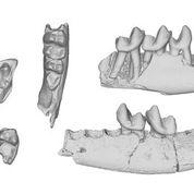 Fossil Teeth