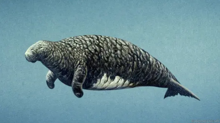 Steller's Sea Cow