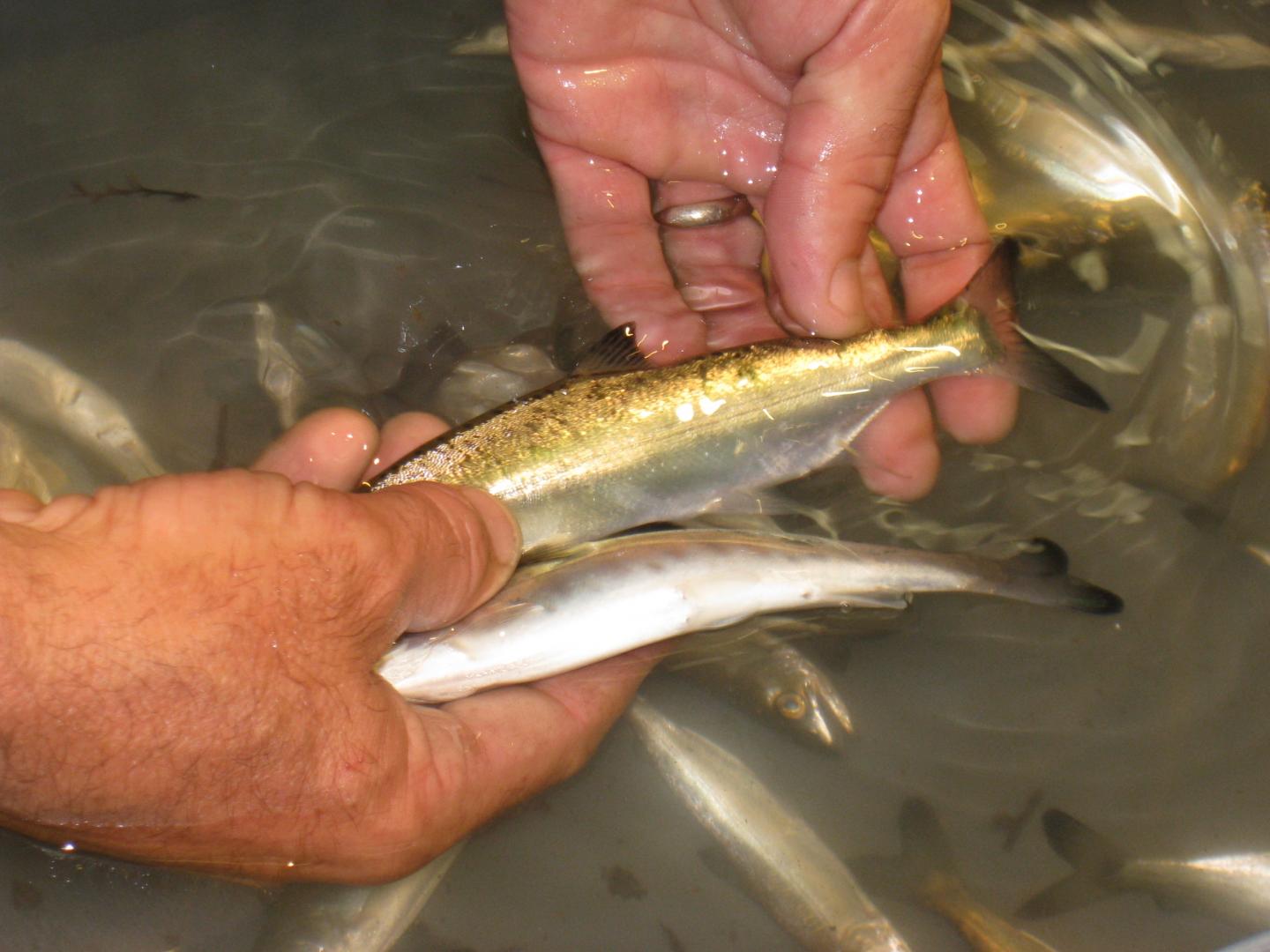 Examining Juvenile Salmon