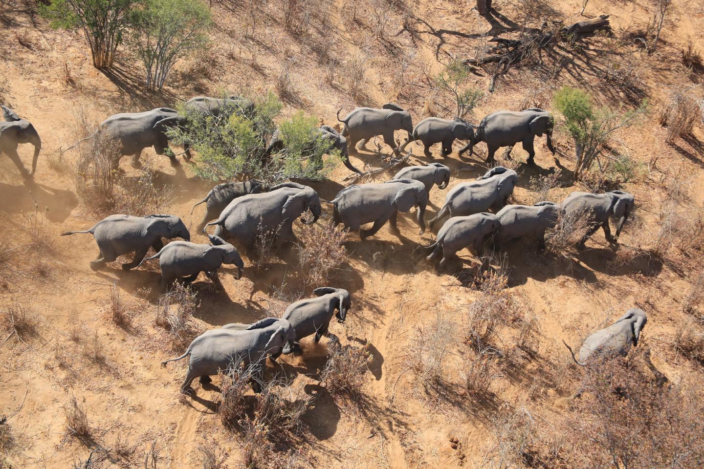 Elephants from the Air