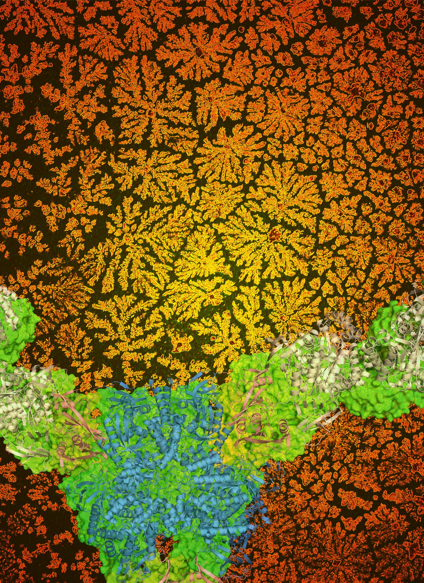 FlowerShaped Biomaterials [IMAGE] EurekAlert! Science News Releases