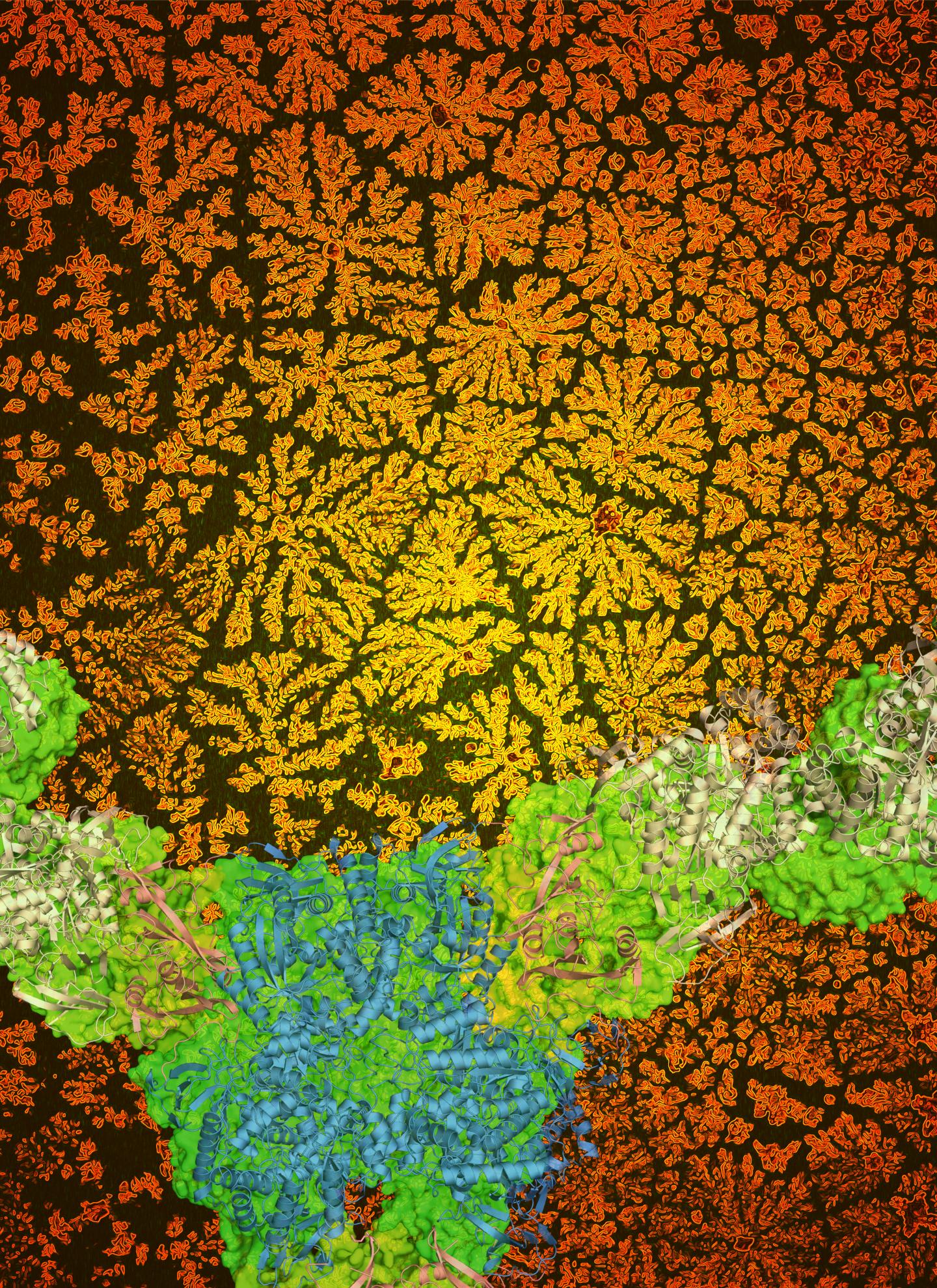 Flower-Shaped Biomaterials