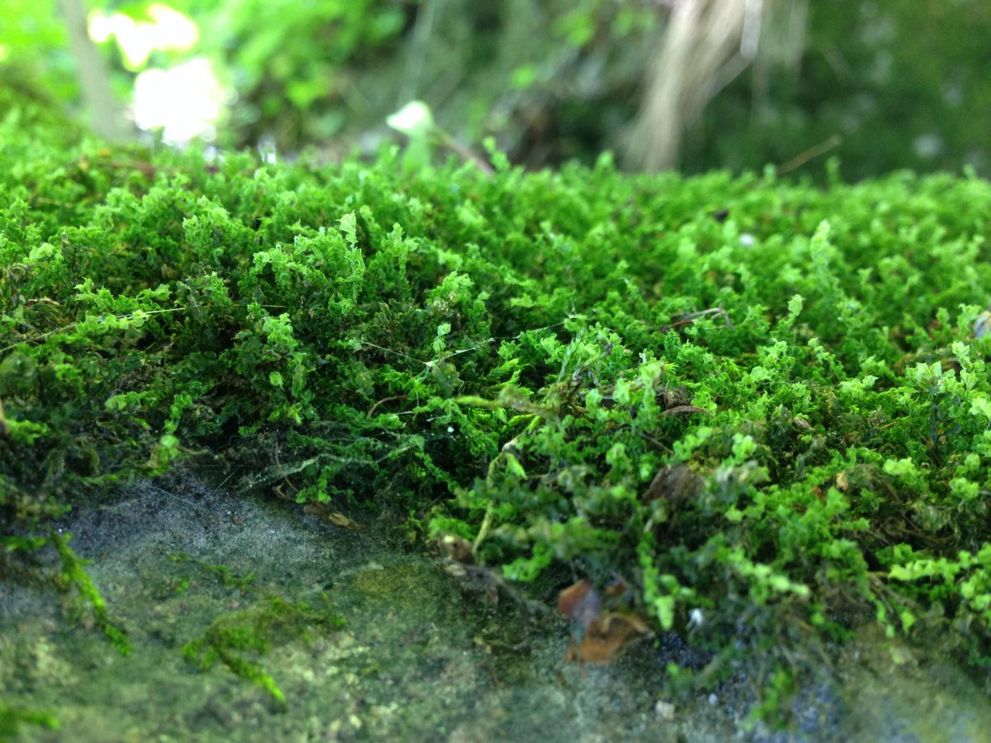 Moss