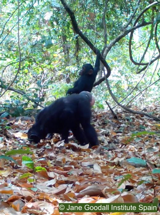 Los chimpancés utilizan diferentes tipos de memoria para encontrar los insectos escondidos bajo tierra