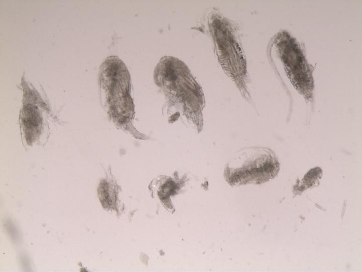 Larval tuna stomach contents [IMAGE] EurekAlert! Science News Releases