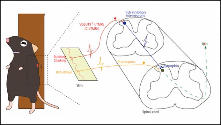 Rubbing Skin Activates Itch-Relief Neural Pathway