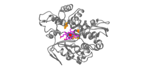 Structure of novel metalloenzyme