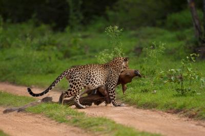 Leopard with Gaur