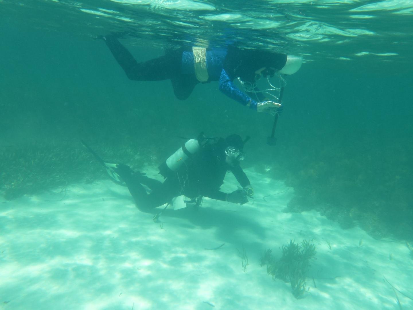 Seagrass Seed Research