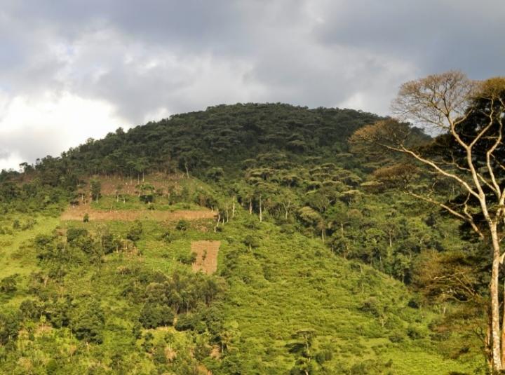 Satellite Images Reveal Land Productivity Changes in Protected Areas Worldwide