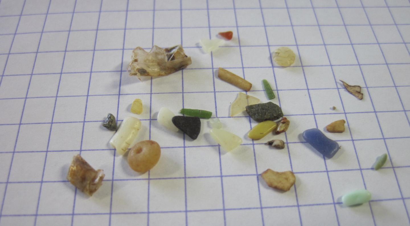 Plastics Found in a Single Seabird's Body; Grid: 5 mm &times 5 mm