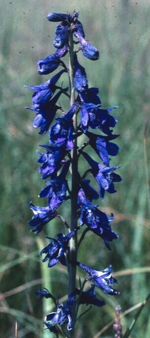 Wild Tall Larkspur