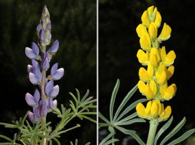 <i>Lupinus luteus</i> and <i>Lupinus angustifolius</i>