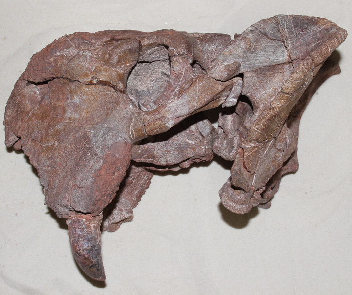 Dicynodont fossil skull
