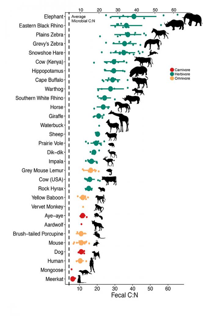 Carbon-Nitrogen Ratios in Animal Feces