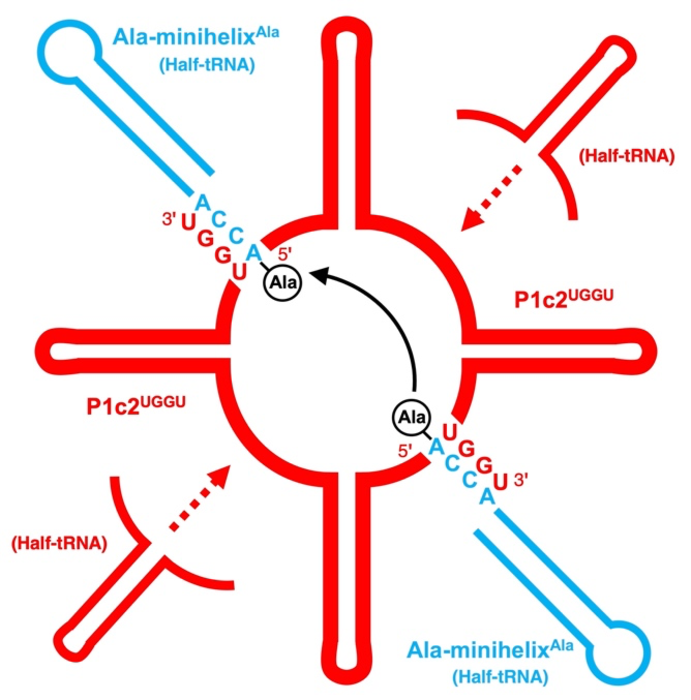 Representation of peptide bond formation between two minihelices