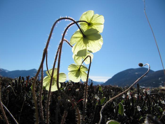 The onset of flowering varies dramatically from year to year in the high-Arctic