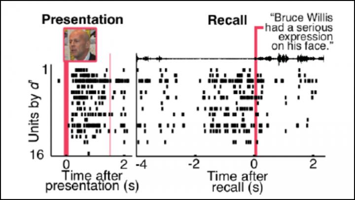 Imagining a Face Reactivates Face-Detecting Neurons in Humans