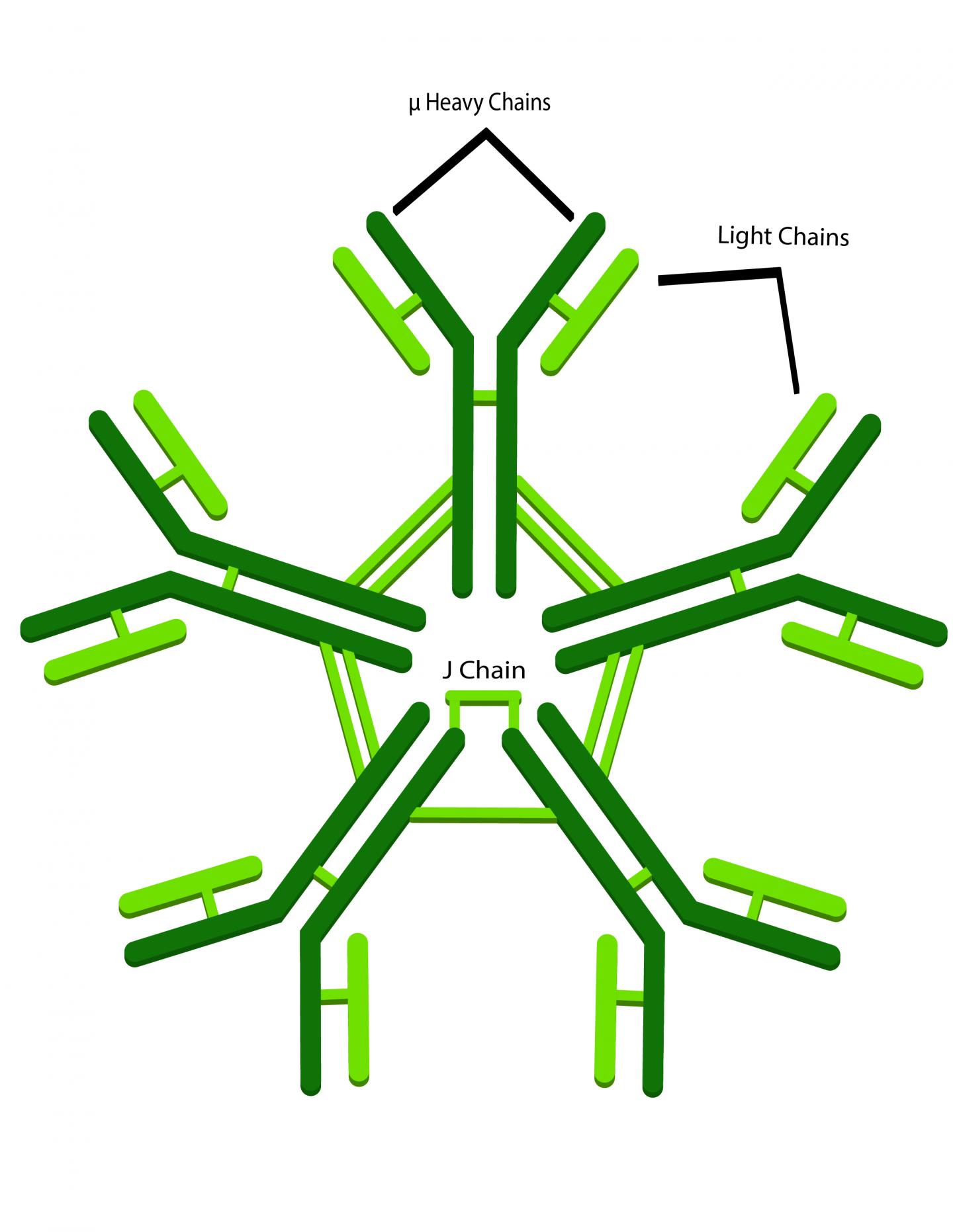 Immunoglobulin M (IgM)