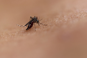 a black mosquito with white stripes bites human skin