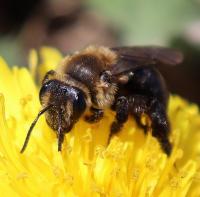 A miner bee, one of the declining species of bees