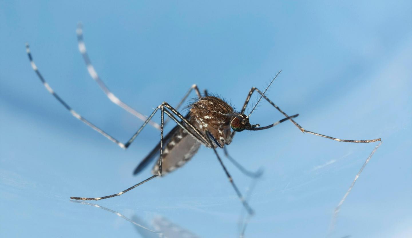 Culex tarsalis Mosquito