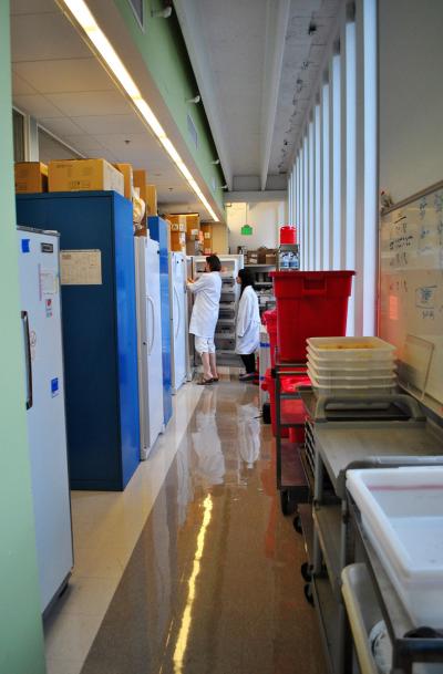 Heart Regeneration Lab University of Washington