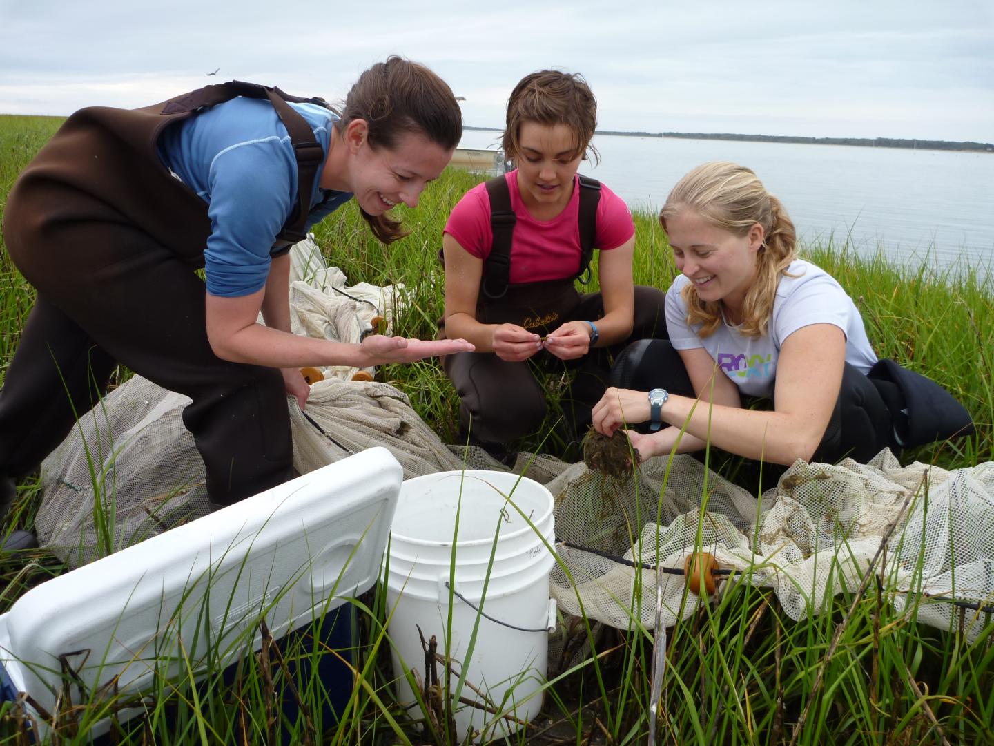 Middle Marsh North Carolina Seagrass
