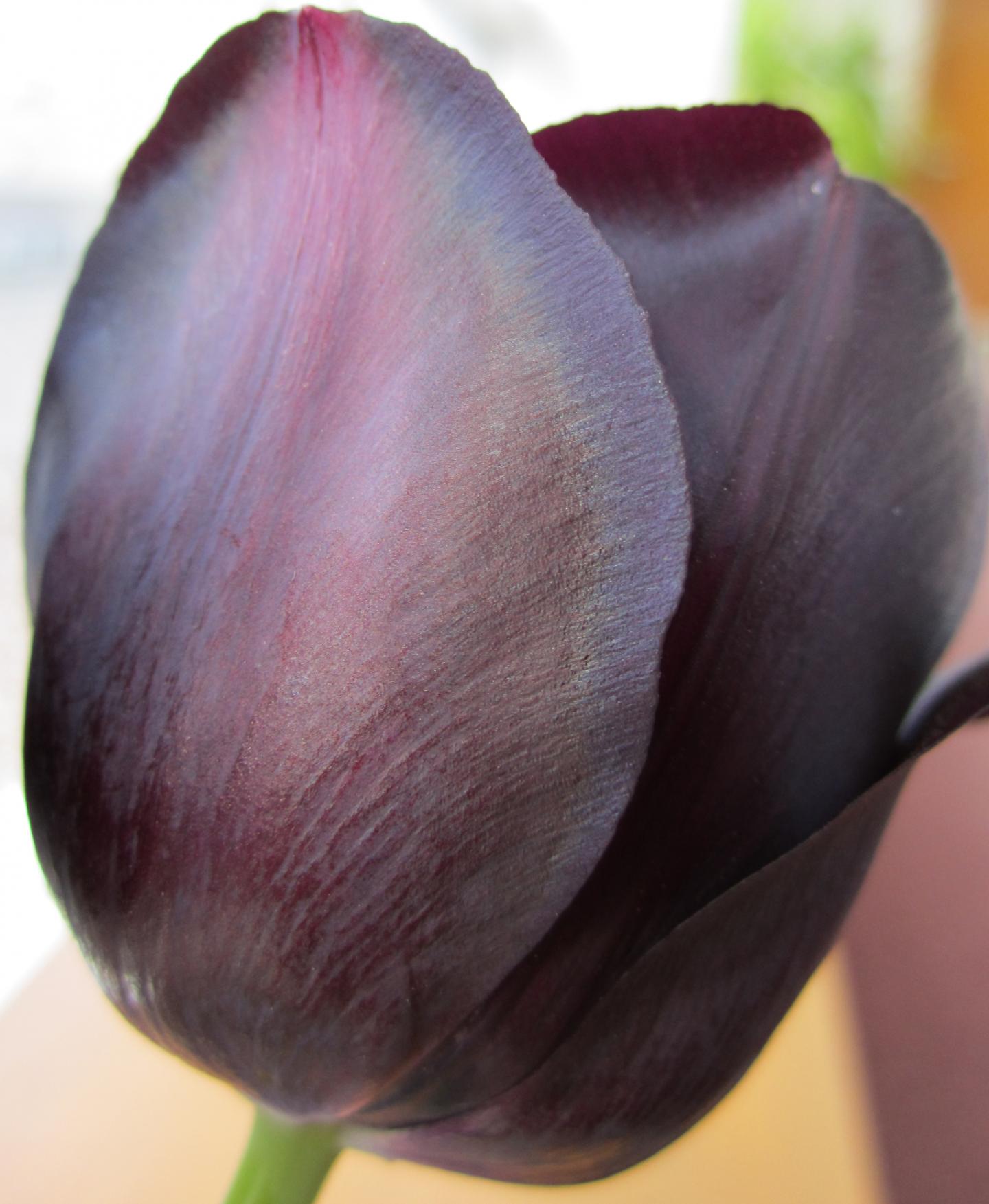 Queen of the Night Tulip