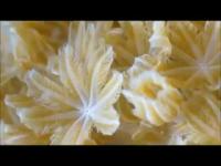 Pulsating Coral Video