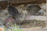 Pheasant Chicks in Captivity