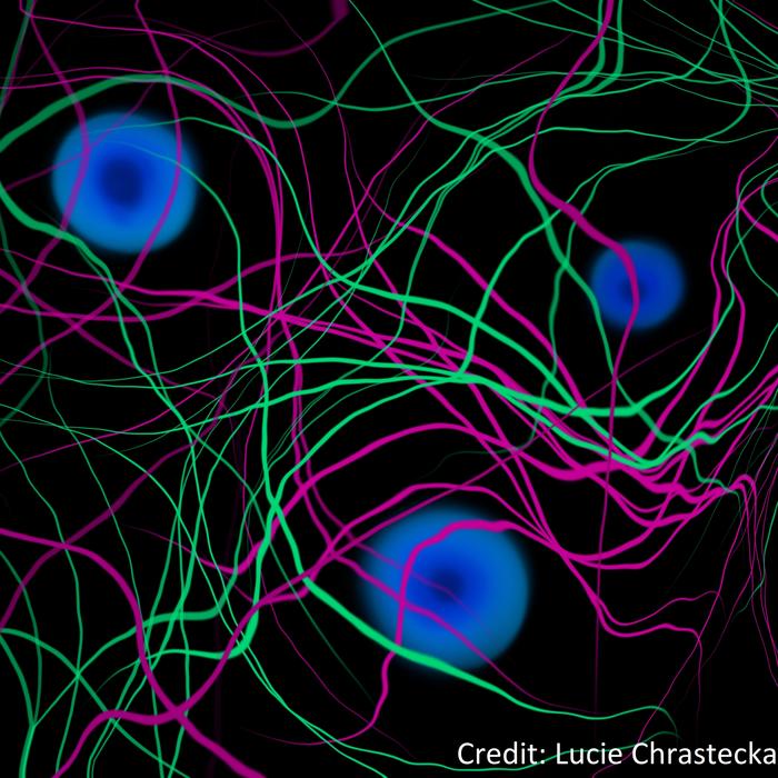 Shedding light on the formation of Magnetic Fields