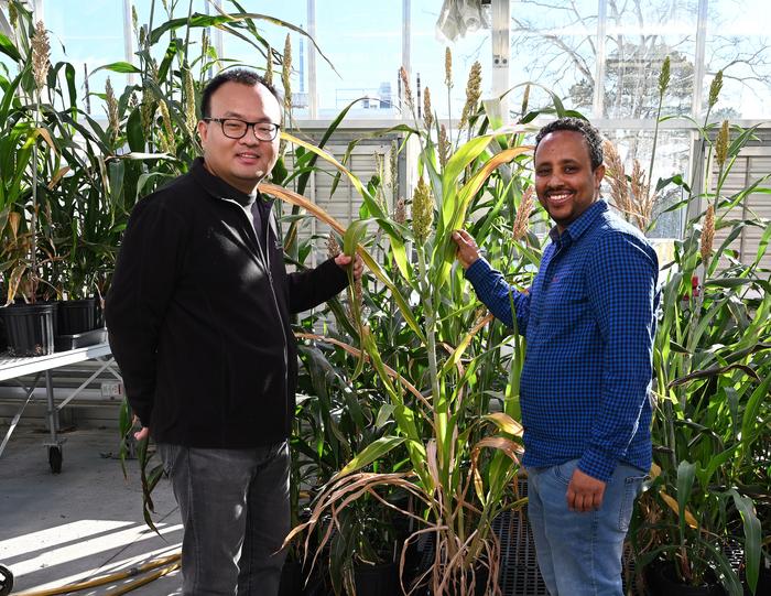 Brookhaven Lab biologist Meng Xie and postdoctoral fellow Dimiru Tadesse
