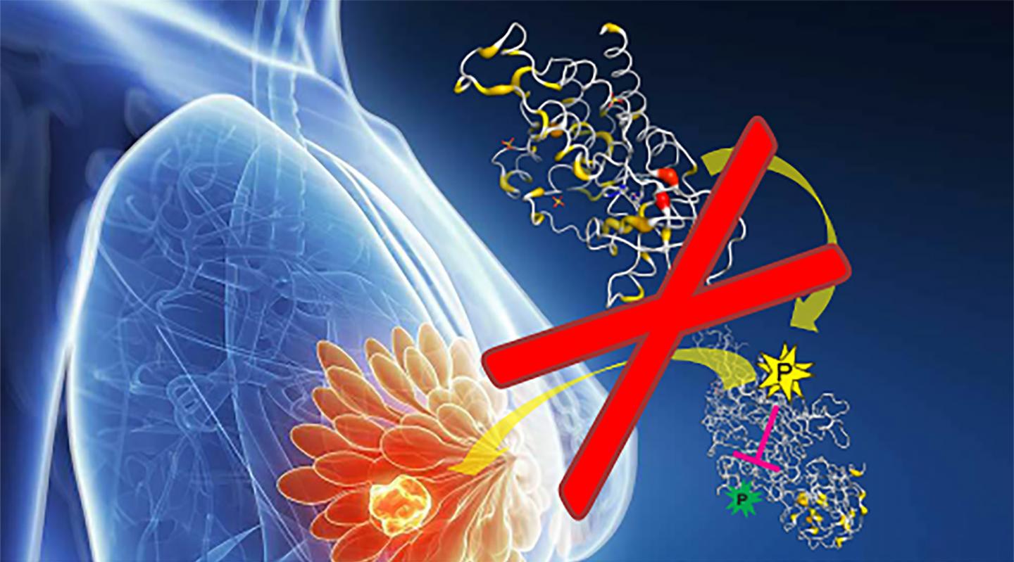 New Vulnerability in Breast Cancer Cells