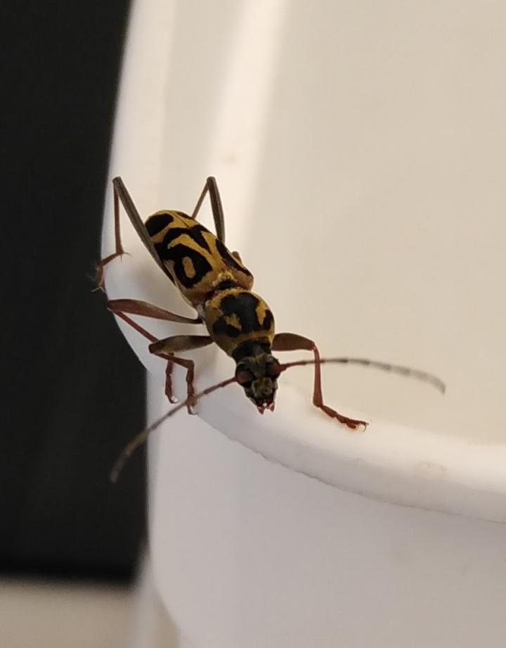 Bamboo longhorn beetle (Lincoln, UK)