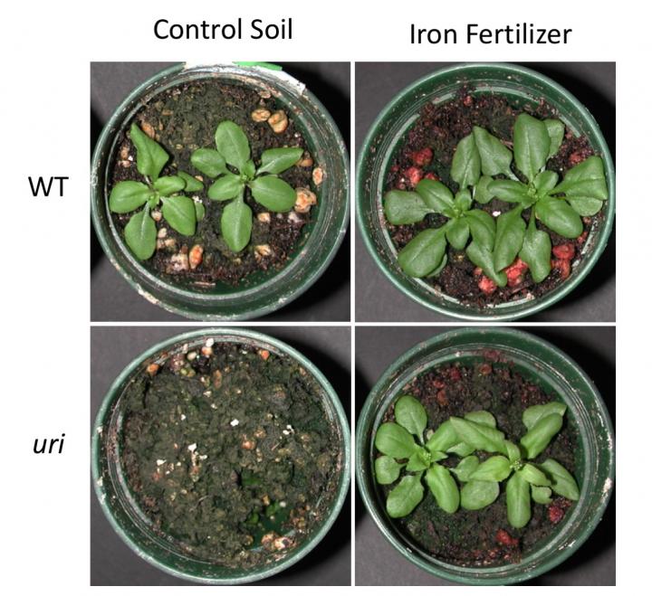 Iron Uptake in Plants